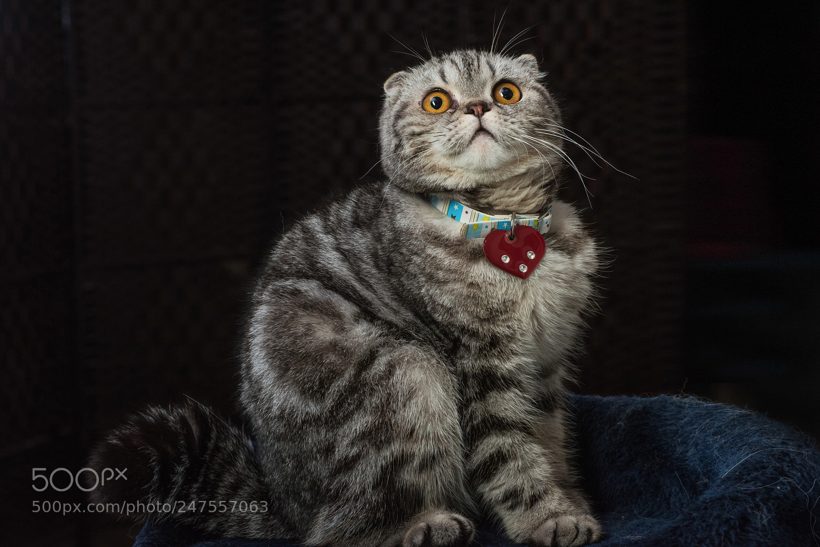 Nikon D810 sample photo. Lovely cat photography