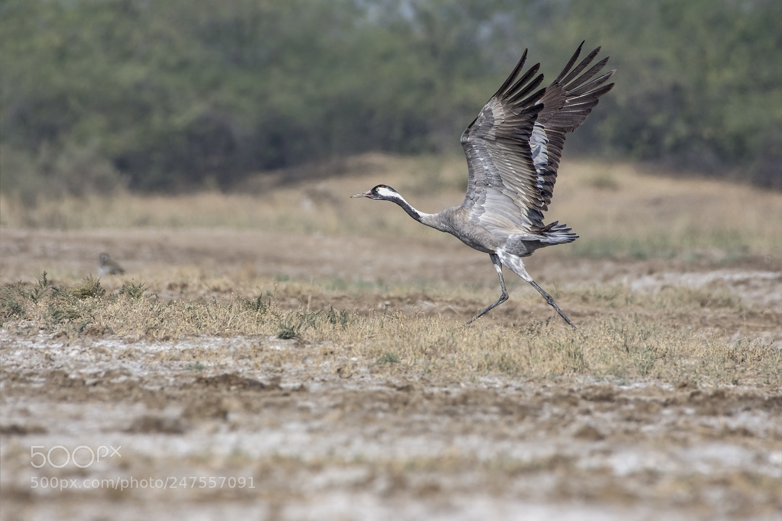 Nikon D7200 sample photo. Common crane photography
