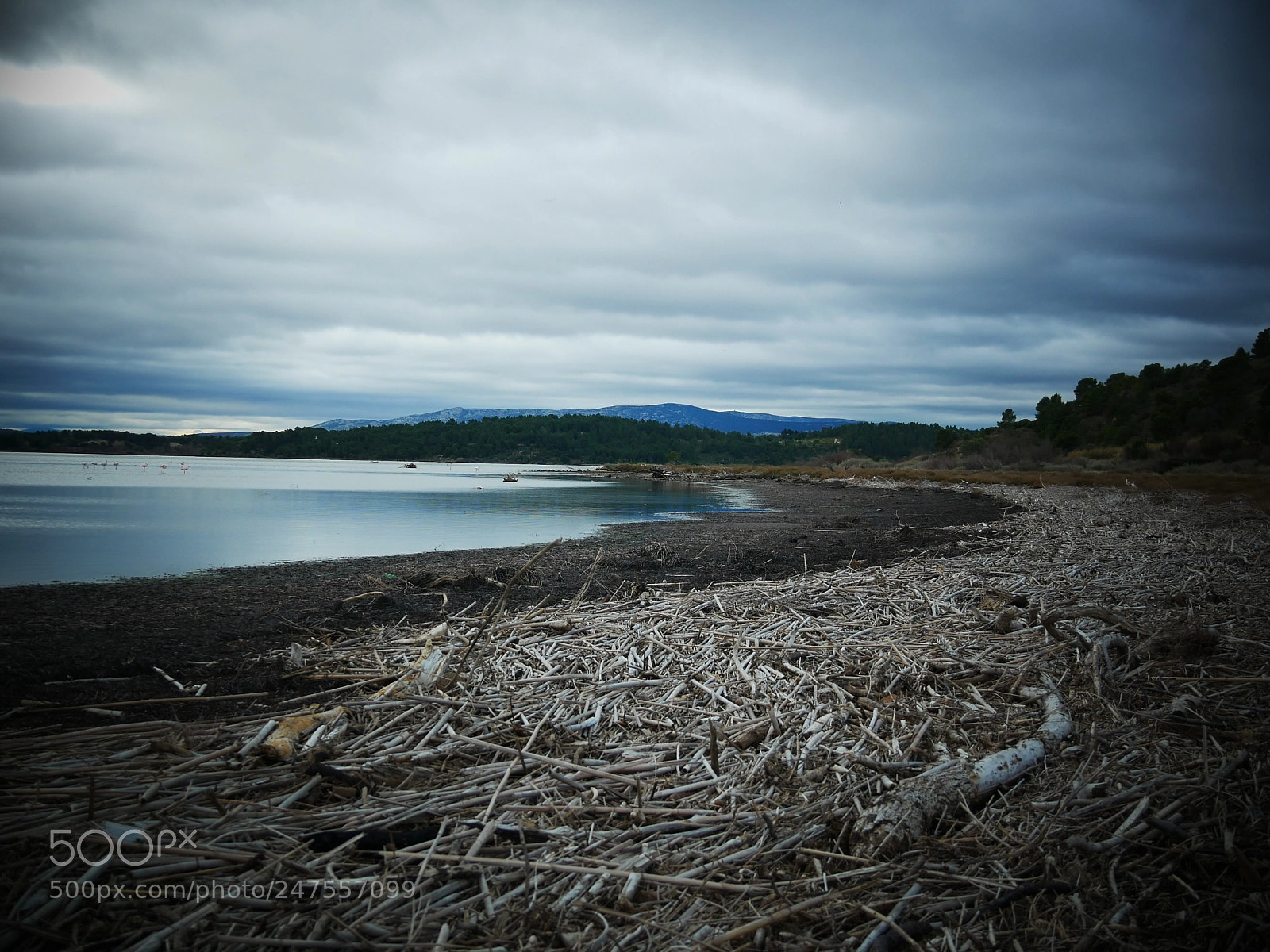 Panasonic Lumix DMC-GX85 (Lumix DMC-GX80 / Lumix DMC-GX7 Mark II) sample photo. While the wood is photography