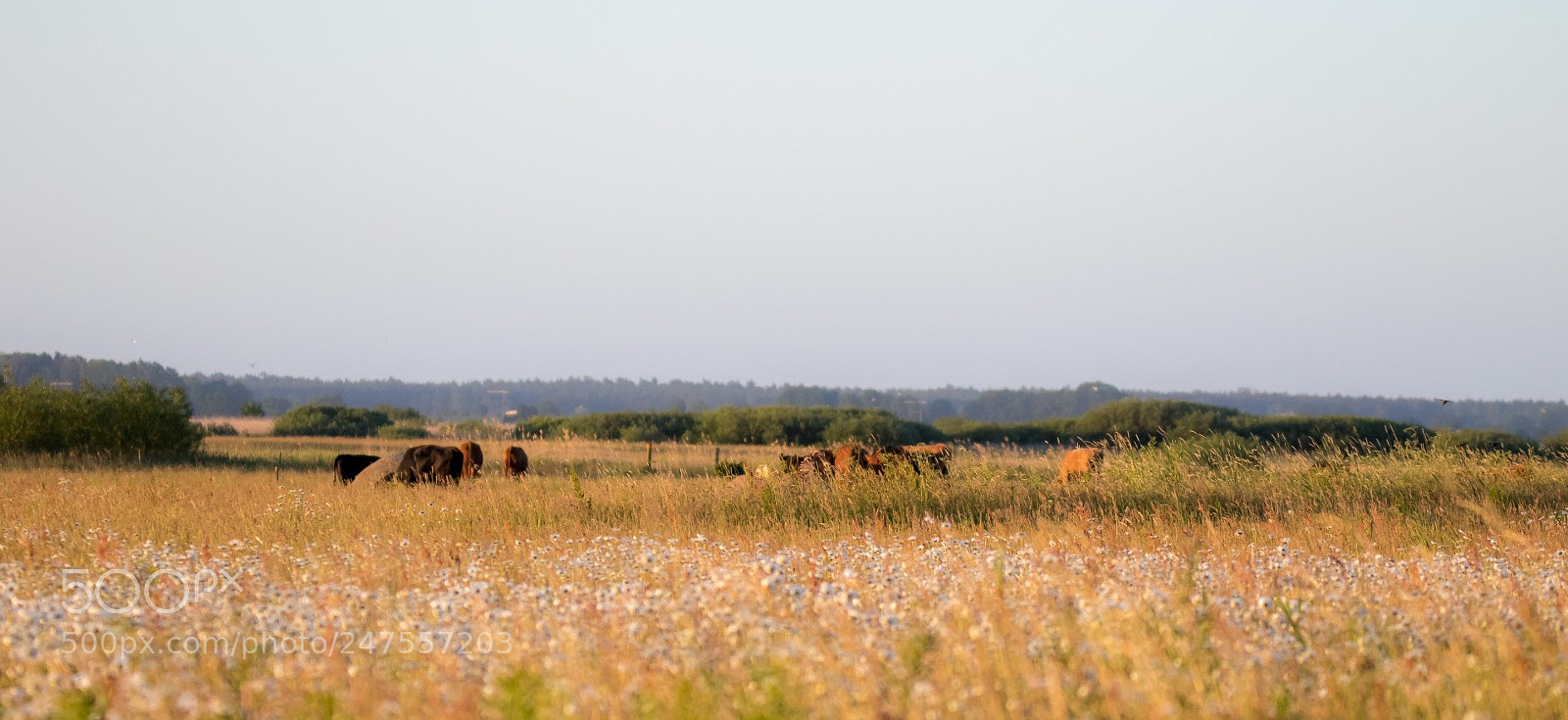 Canon EOS 7D Mark II sample photo. The tranquil life photography