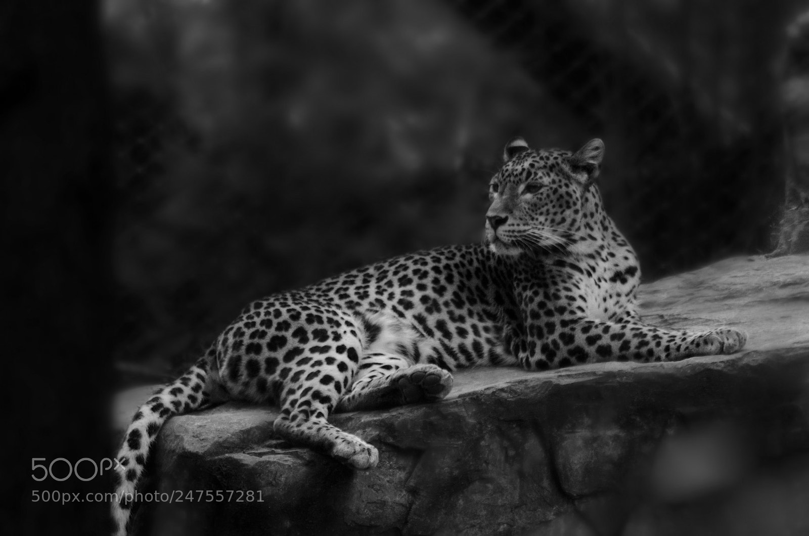 Nikon D5100 sample photo. Leopard photography