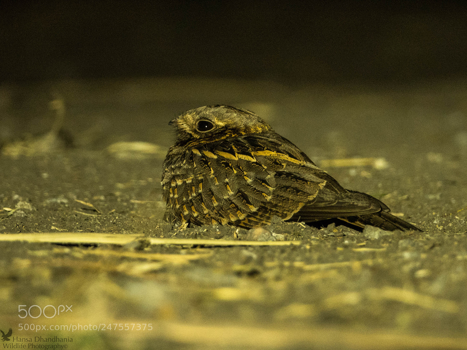 Sony Cyber-shot DSC-RX10 IV sample photo. Nightjar at night photography