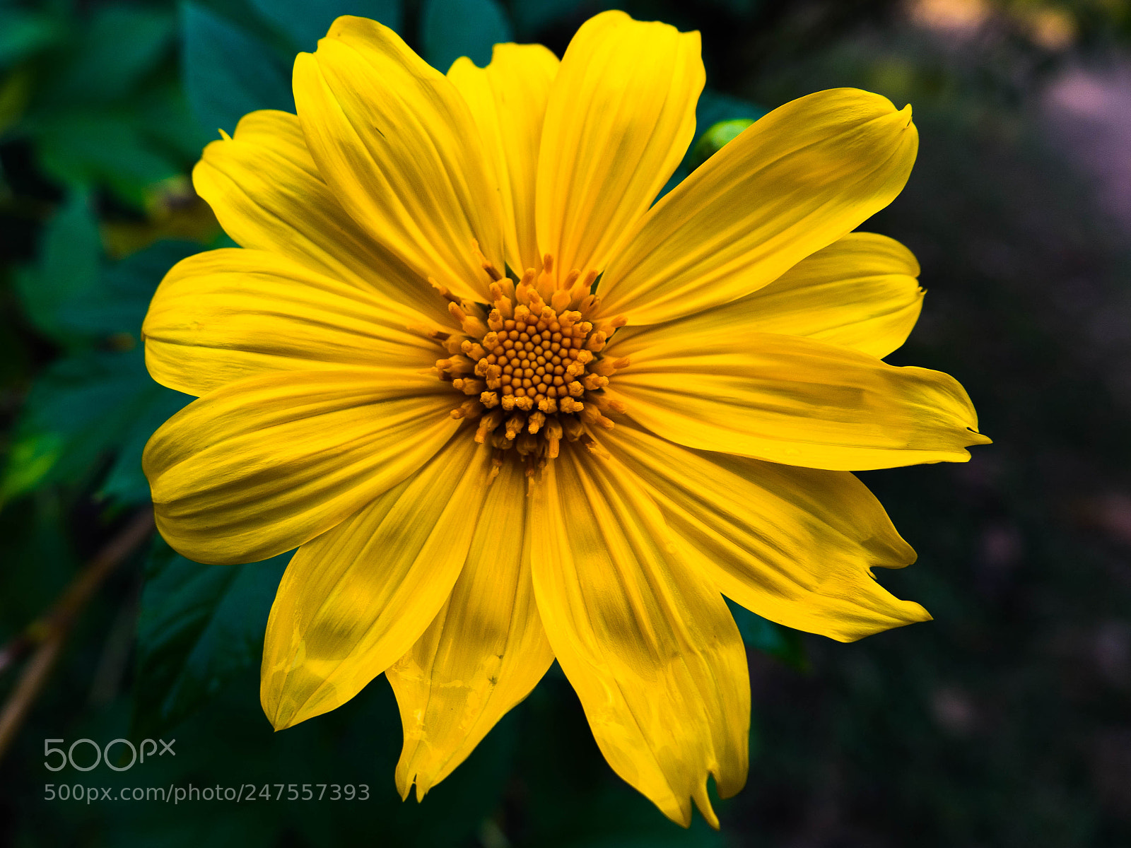 Sony Cyber-shot DSC-RX10 IV sample photo. Yellow punch photography