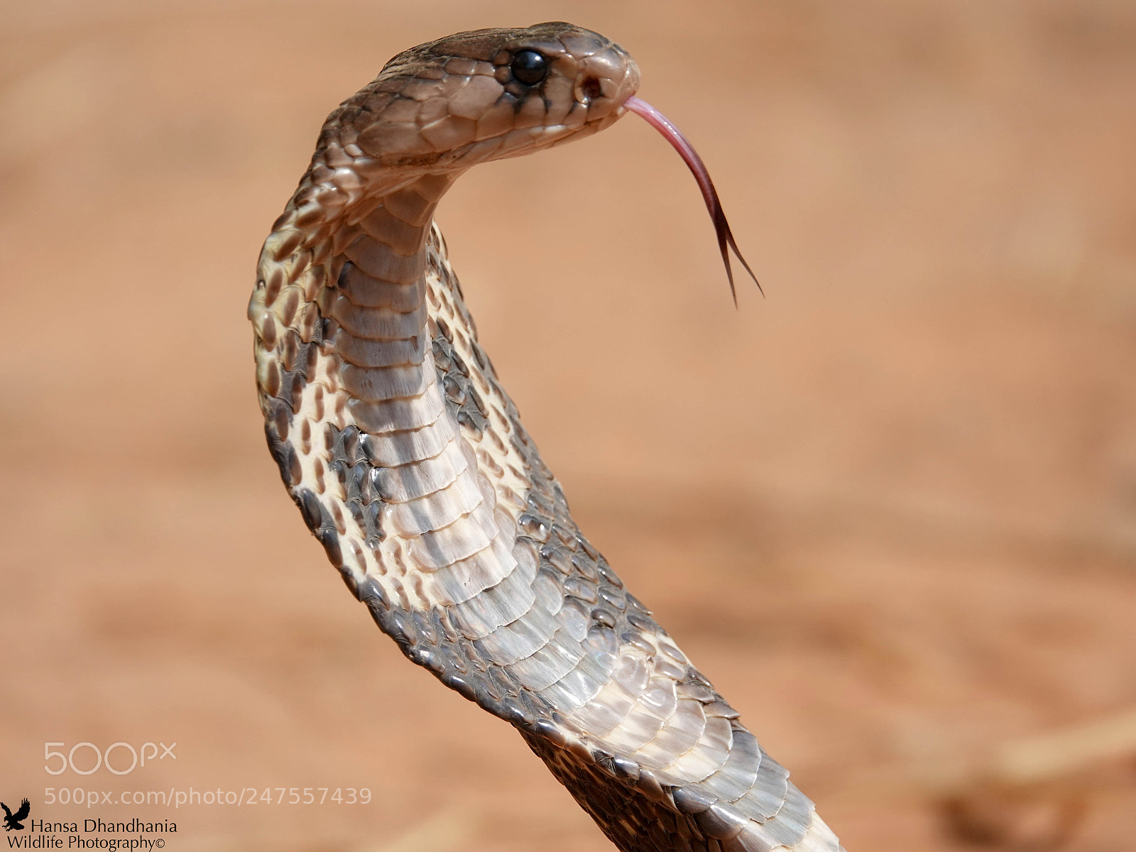 Sony Cyber-shot DSC-RX10 IV sample photo. Spectacled cobra photography
