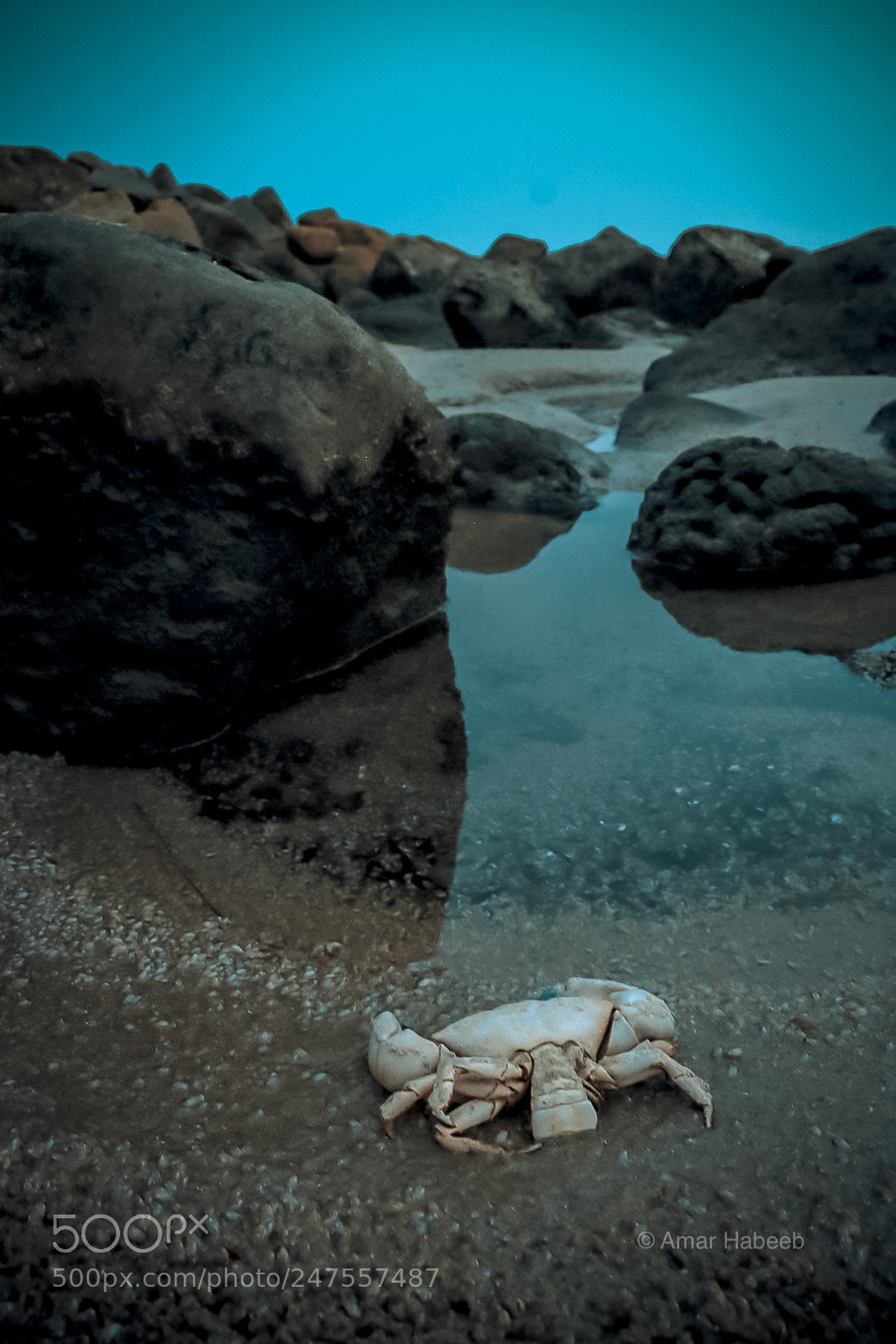 Canon EOS 650D (EOS Rebel T4i / EOS Kiss X6i) sample photo. Dead crab at beach photography
