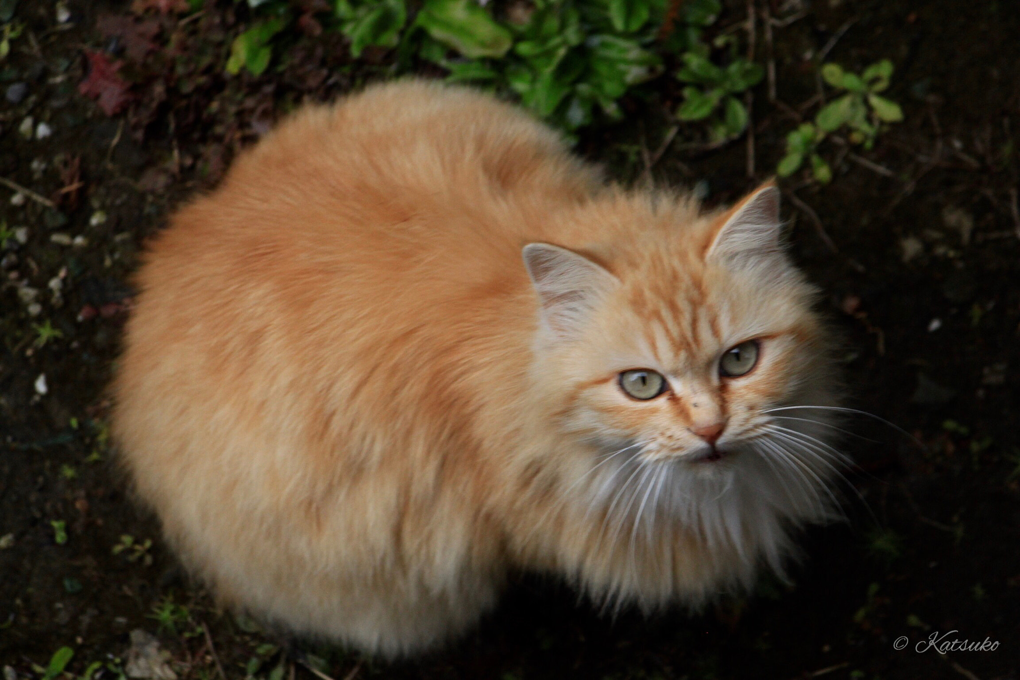 Canon EOS 500D (EOS Rebel T1i / EOS Kiss X3) sample photo. ⭐️茶トラ 猫 photography