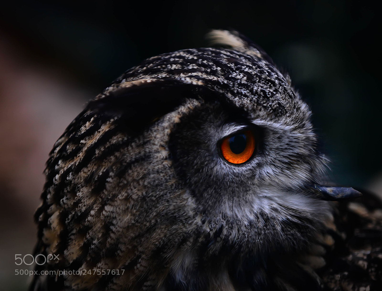 Nikon D800 sample photo. Eagle owl profile photography