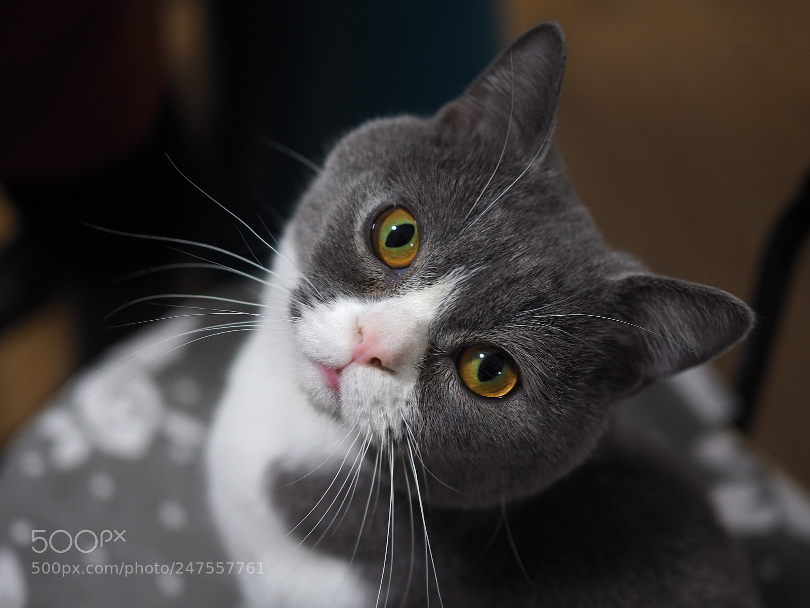 Olympus OM-D E-M10 sample photo. Dandan photography