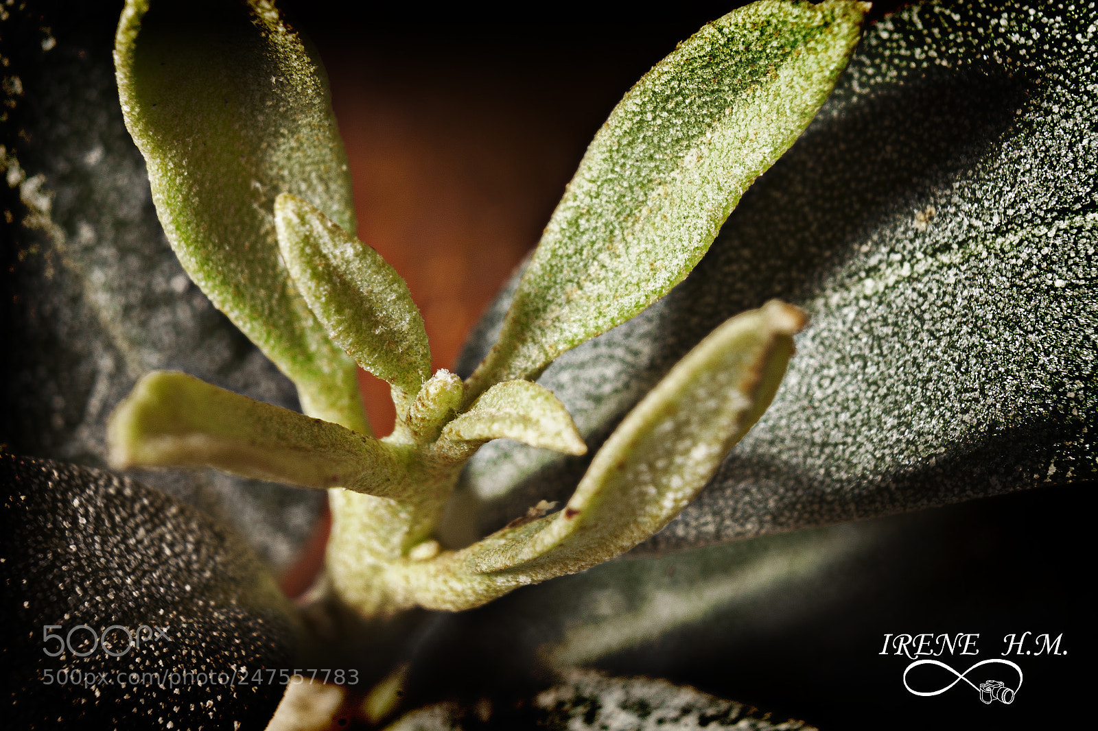 Canon EOS 500D (EOS Rebel T1i / EOS Kiss X3) sample photo. Fragmento de olivo photography