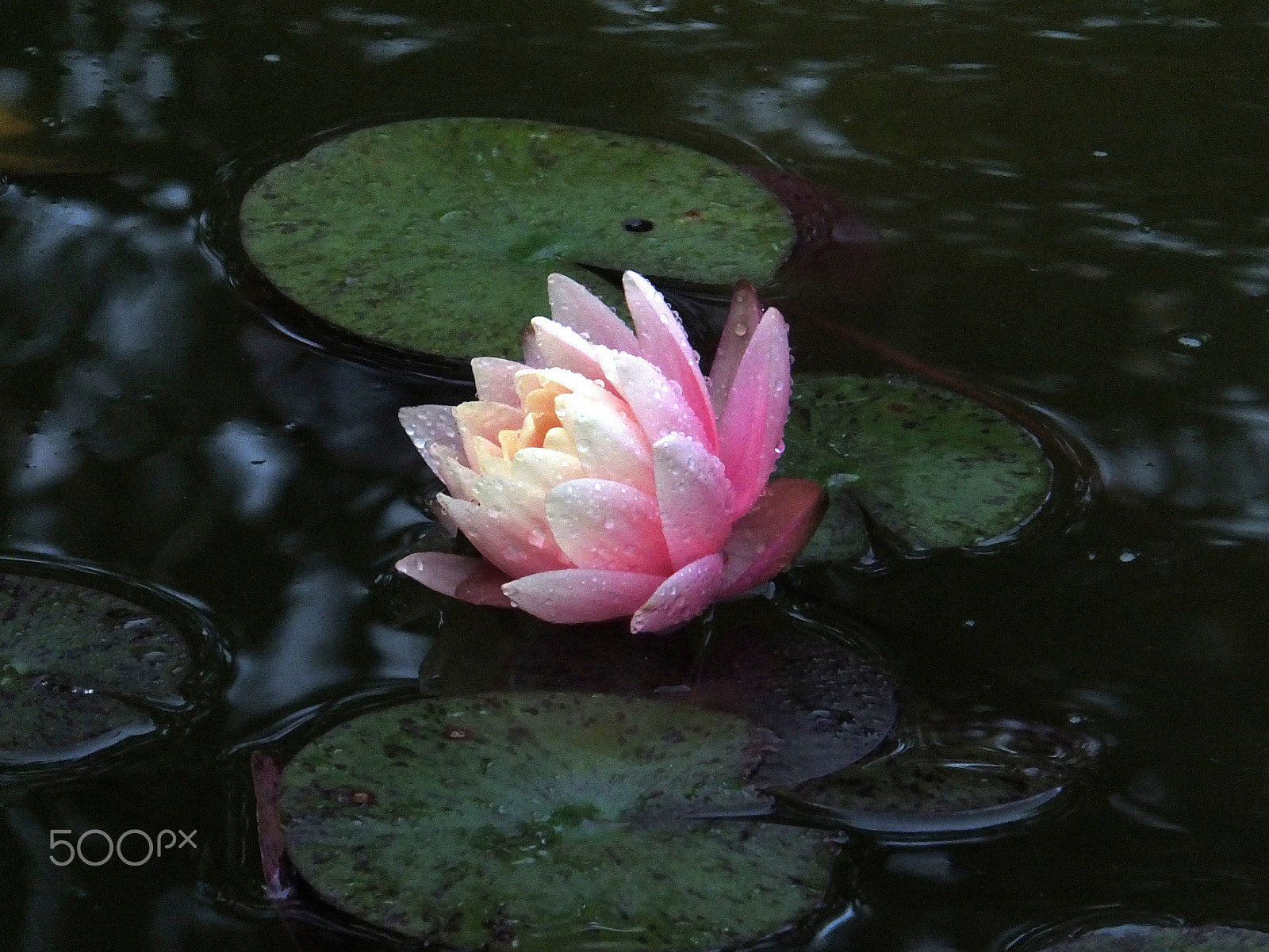 Fujifilm FinePix F750EXR sample photo. Nymphaea 'perry's orange sunset' photography