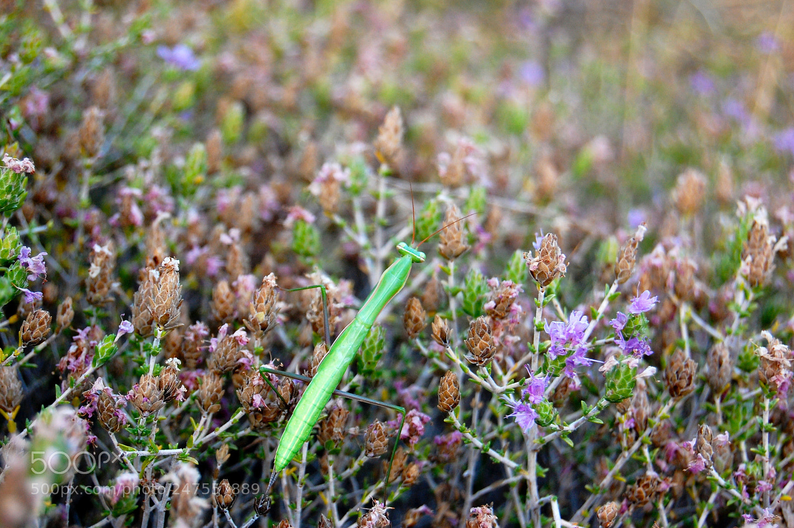 Nikon D40 sample photo. Mantis photography