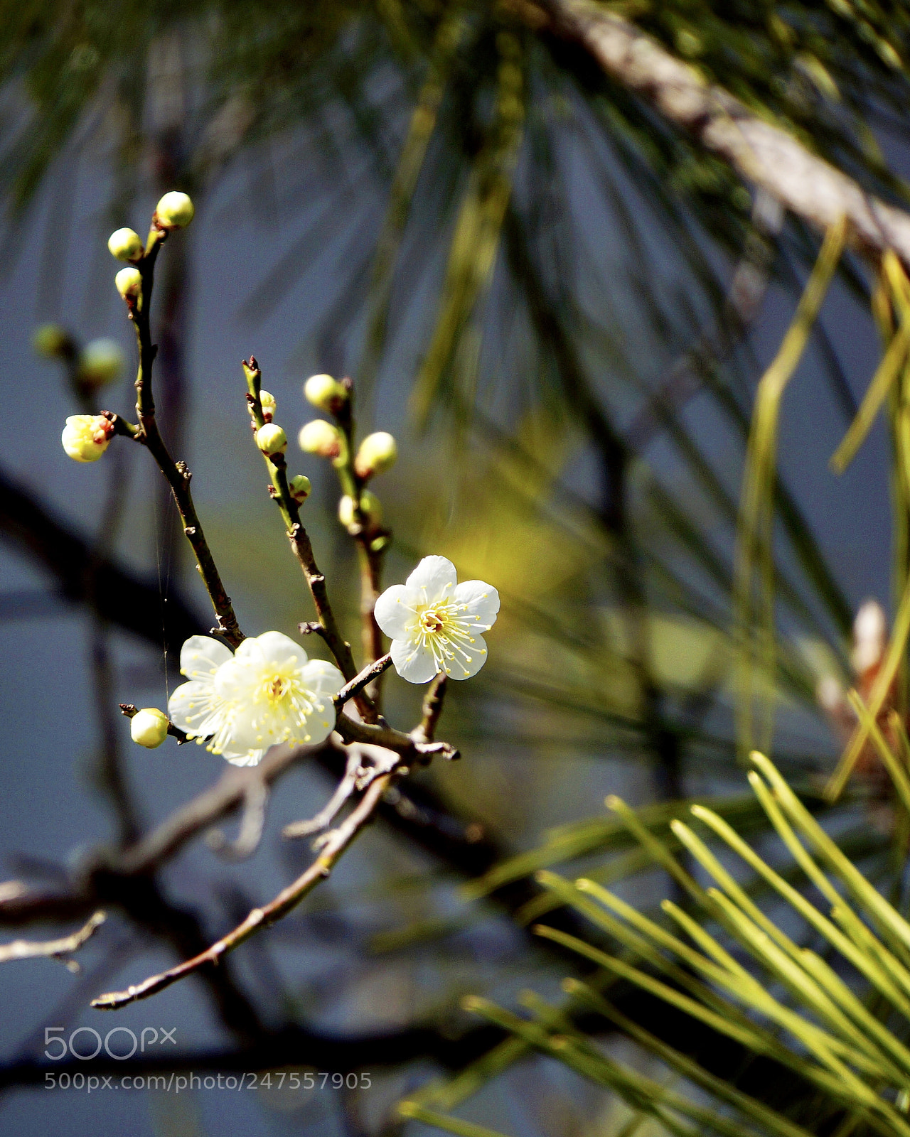Sony Alpha NEX-7 sample photo. Plums in the pines photography