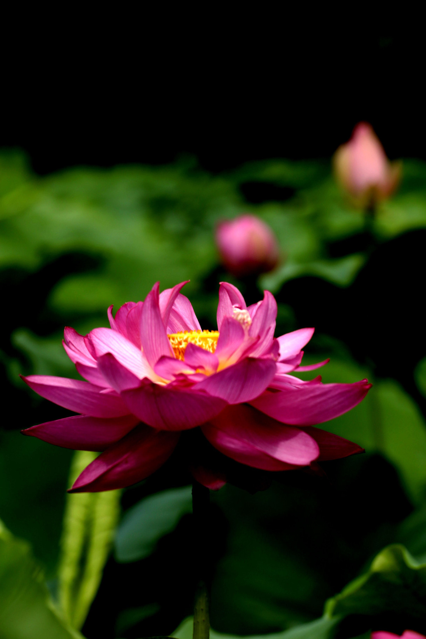 Canon EOS 6D + Canon EF 70-200mm F4L USM sample photo. 荷花 photography