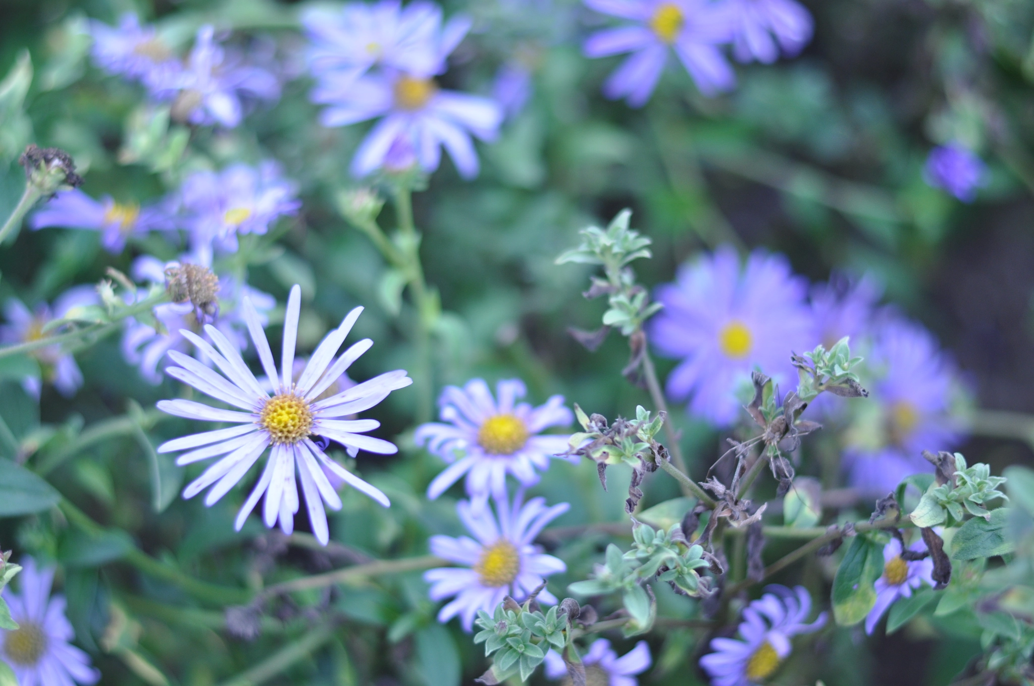 Nikon D90 + Nikon AF-S Nikkor 50mm F1.8G sample photo. Flower photography