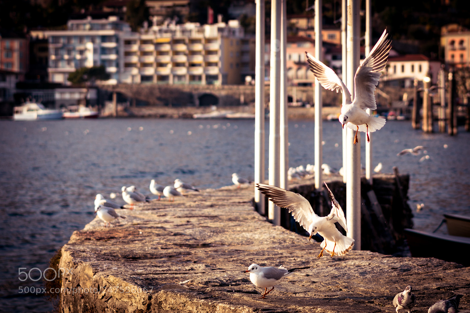 Sony a6300 sample photo. Seagulls in ascona photography