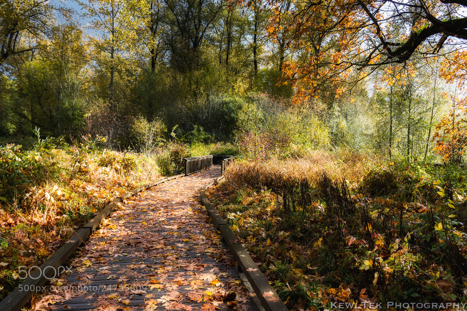 Nikon D5600 sample photo. The path photography