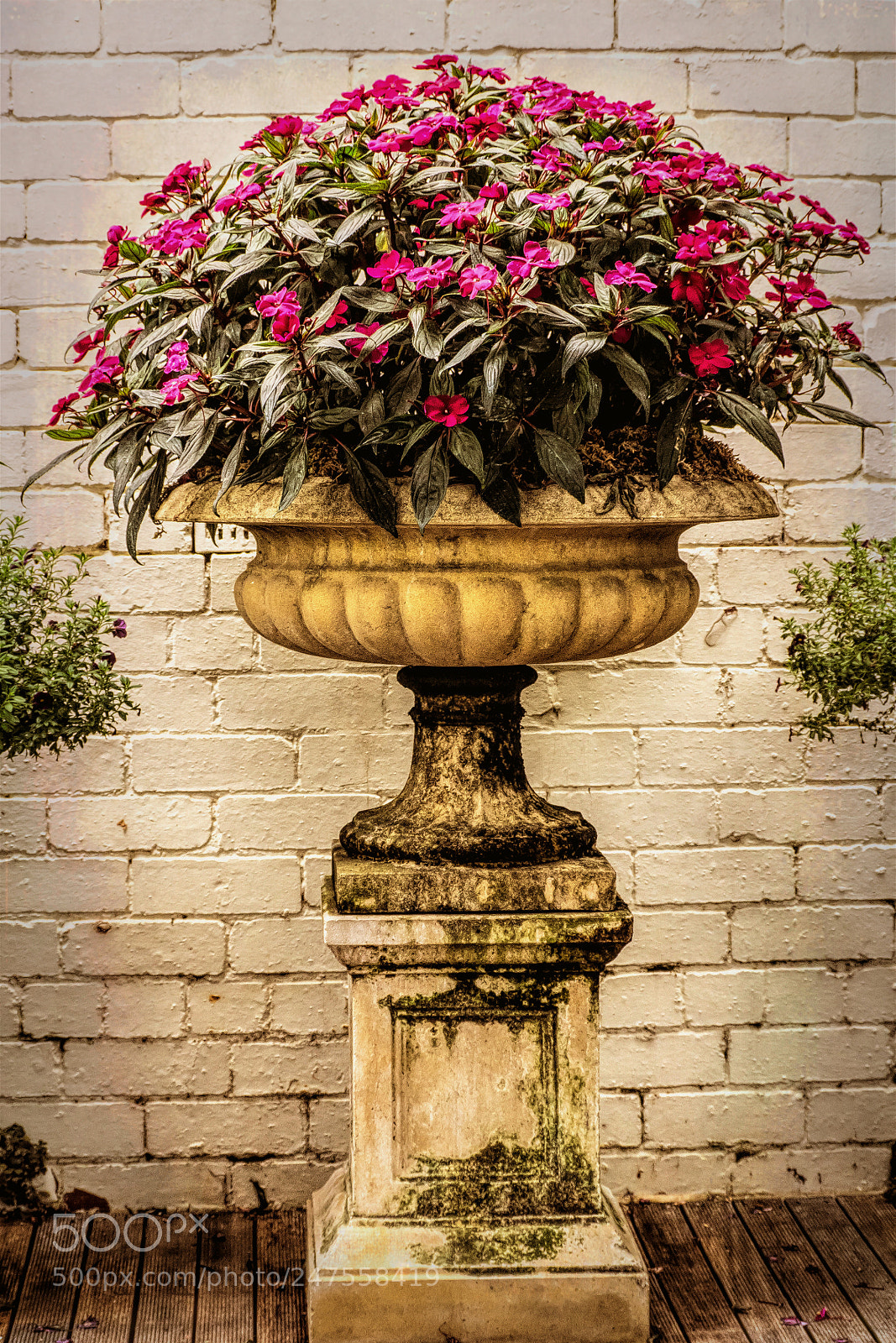 Olympus OM-D E-M1 sample photo. On a pedestal photography