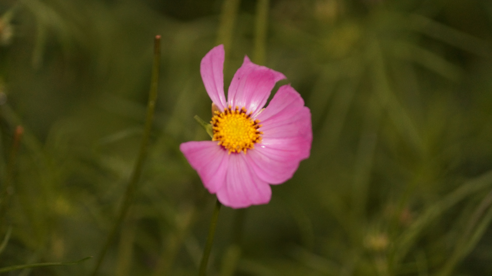 Sony SLT-A58 sample photo. Missing petal photography