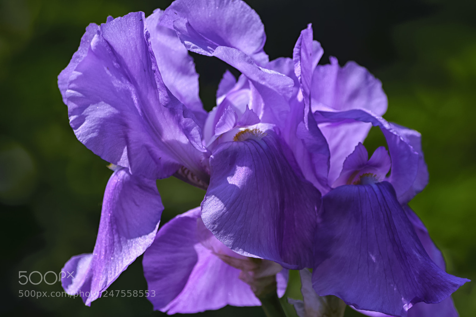 Nikon D610 sample photo. Large petals of a photography