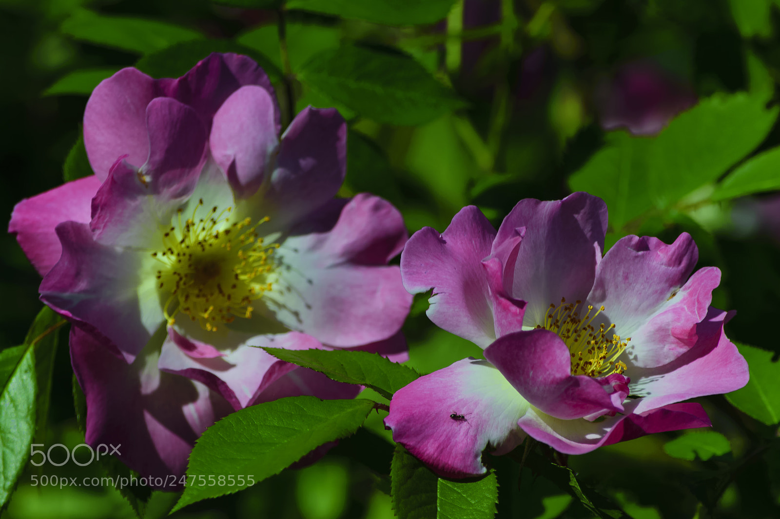 Nikon D610 sample photo. A rose flower against photography