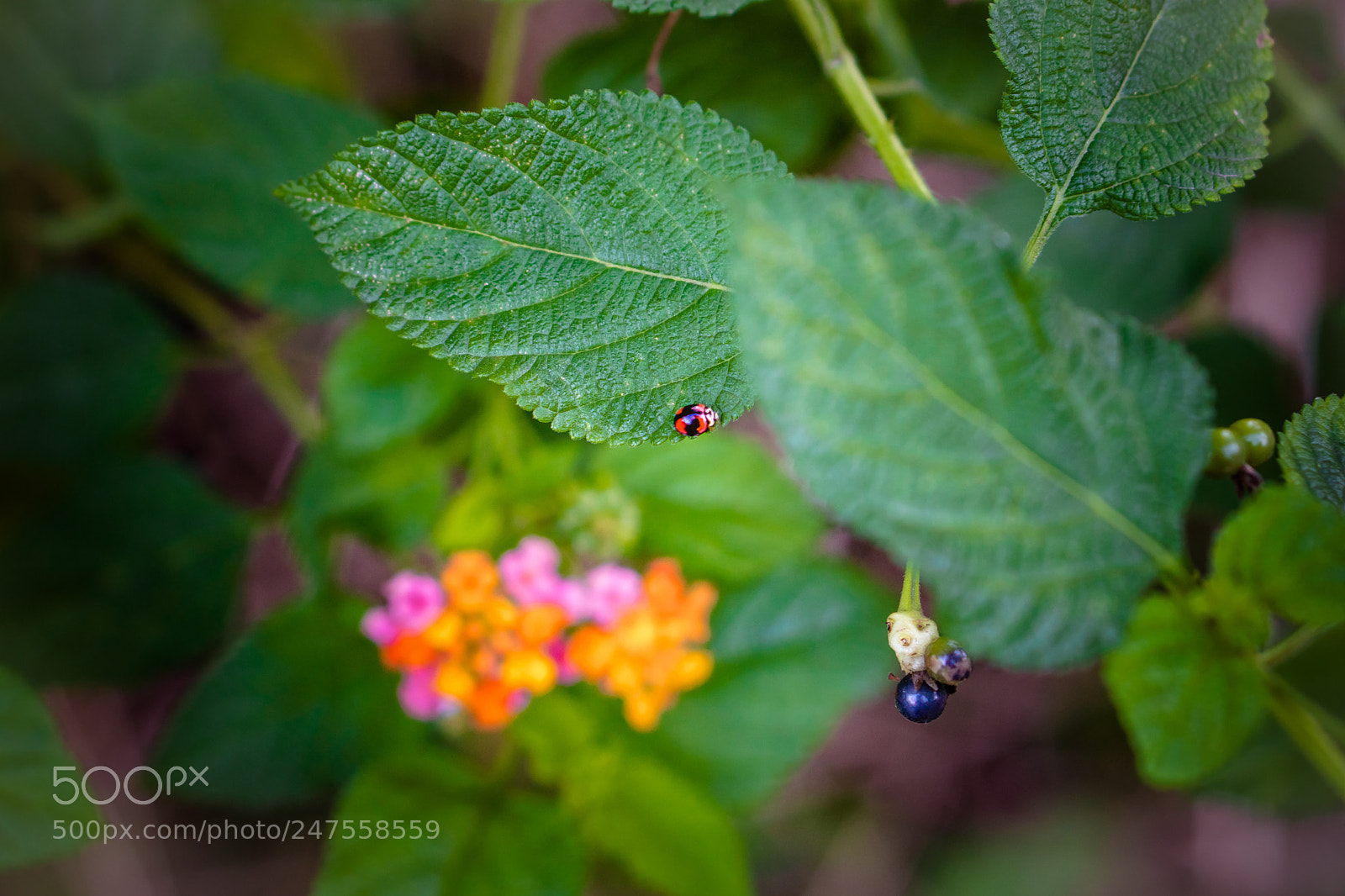 Sony a6300 sample photo. Dsc photography