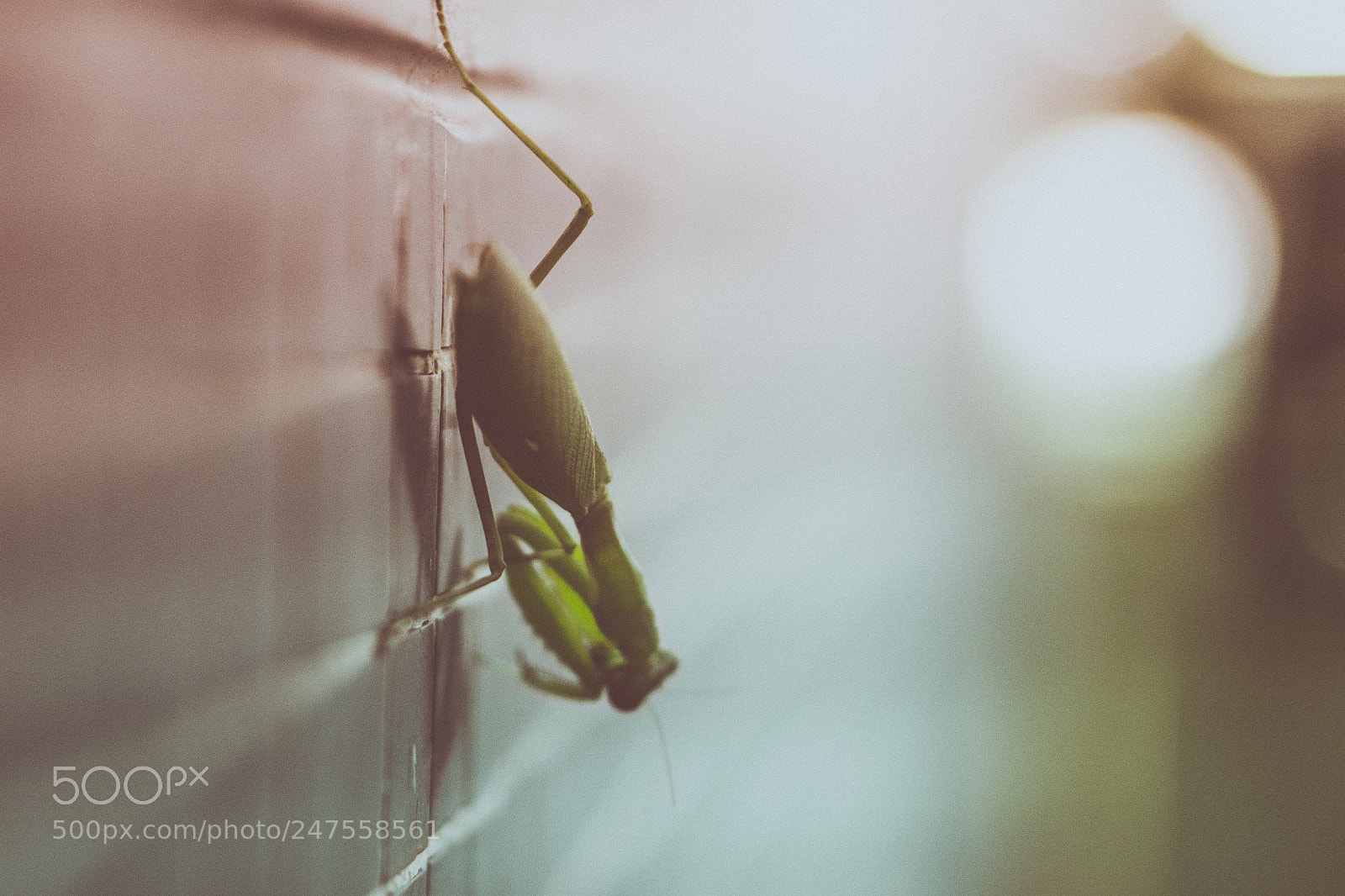 Sony a6300 sample photo. Grasshoper on the wall photography