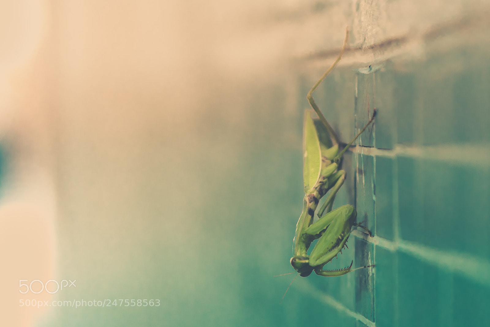 Sony a6300 sample photo. Grasshoper on the wall photography