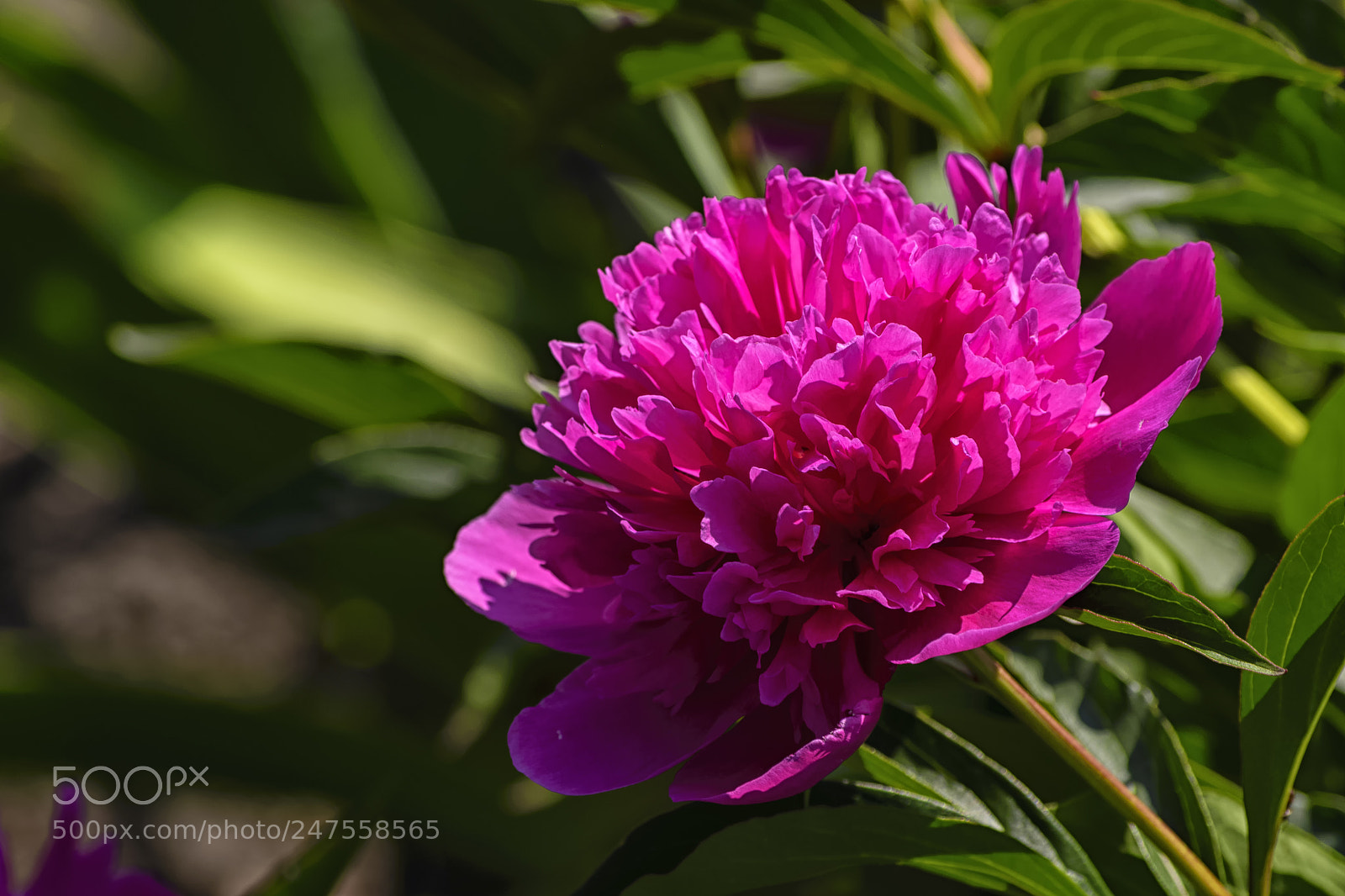 Nikon D610 sample photo. A large red peony photography