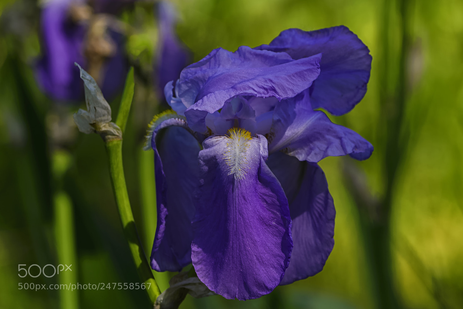 Nikon D610 sample photo. Blue petals of an photography