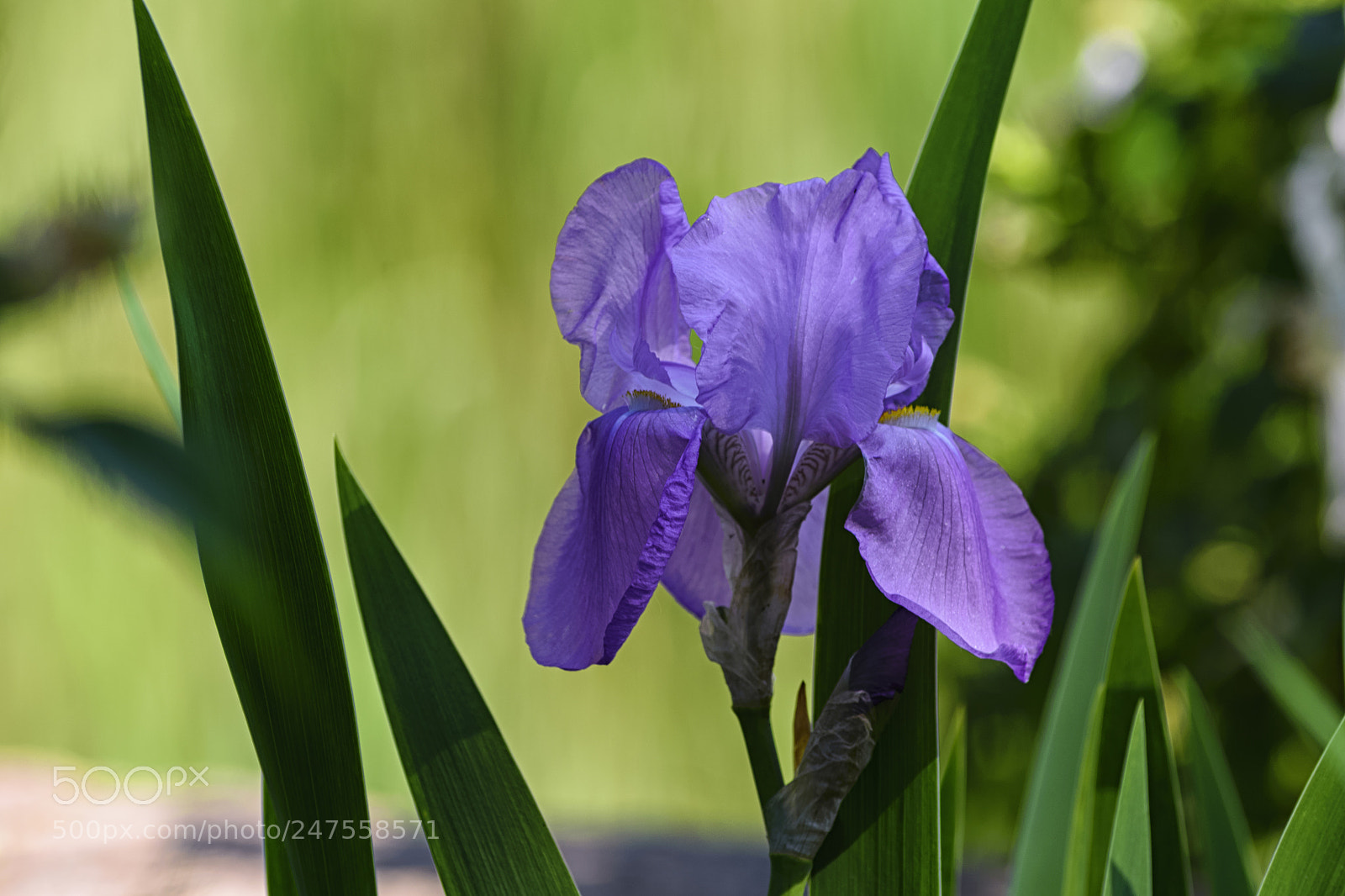 Nikon D610 sample photo. A flower of purple photography