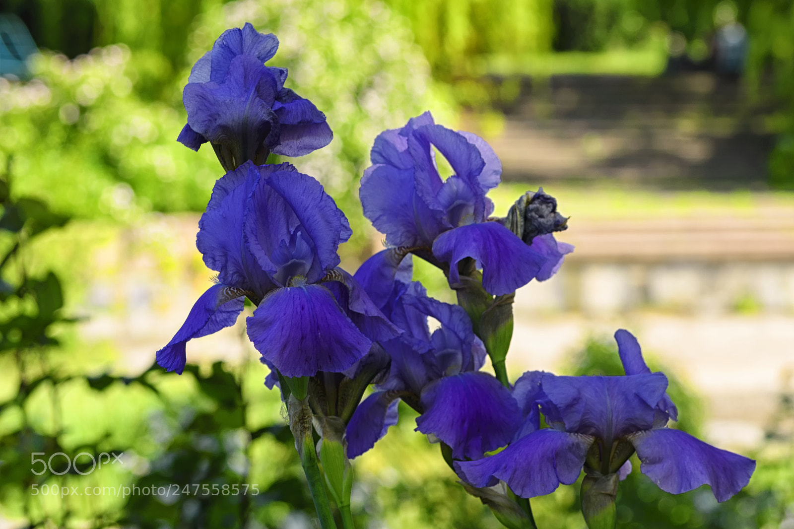 Nikon D610 sample photo. A few purple iris photography