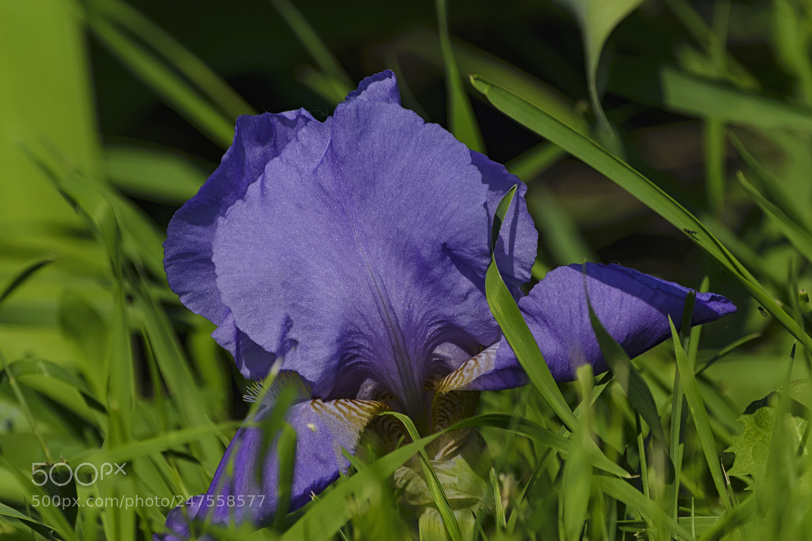 Nikon D610 sample photo. Blue iris flower among photography