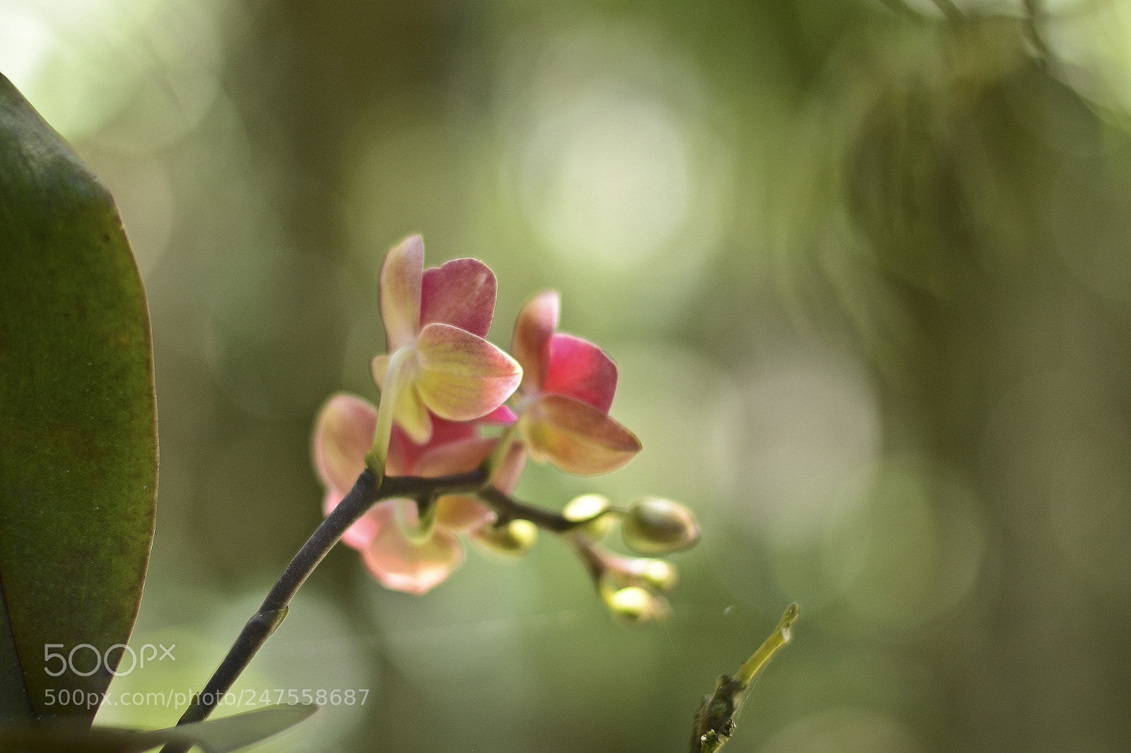 Nikon D7100 sample photo. Luzes para uma estrela. photography