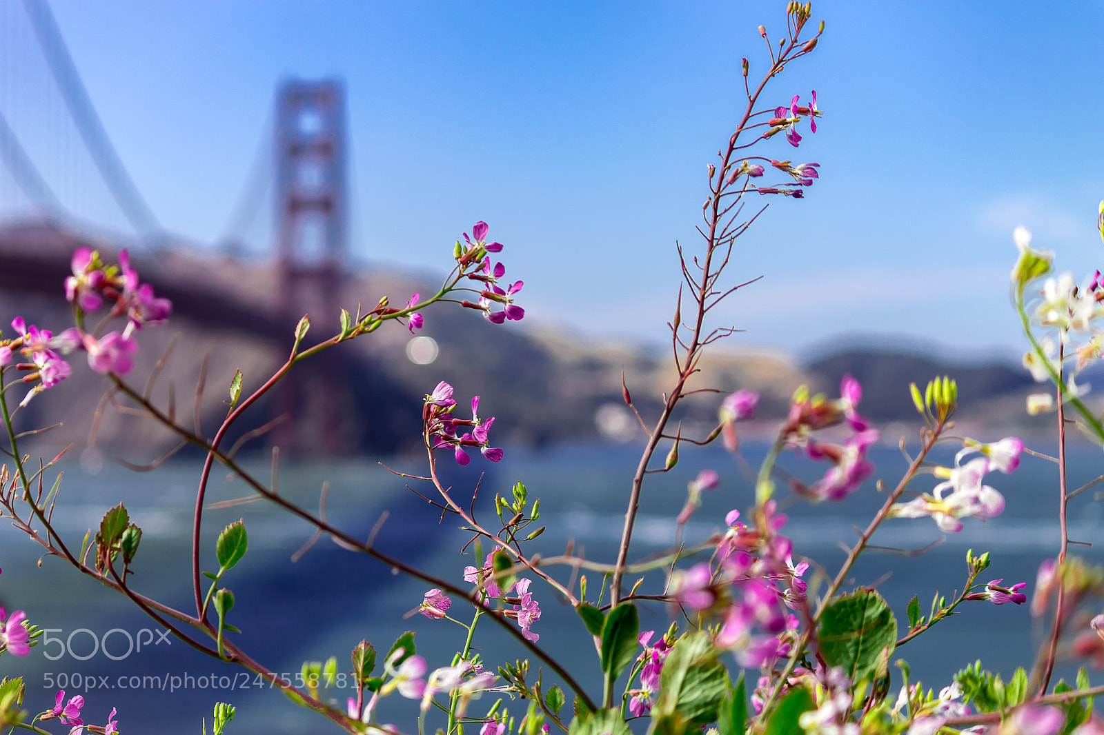 Canon EOS 1100D (EOS Rebel T3 / EOS Kiss X50) sample photo. Golden gate bridge photography
