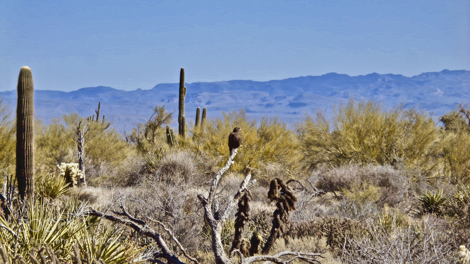 Sony Cyber-shot DSC-W830 sample photo. Harris hawk photography