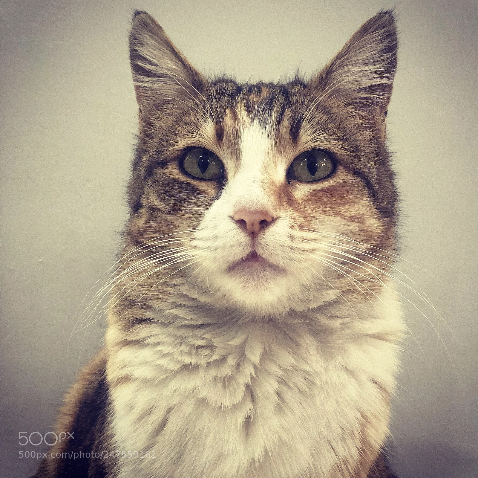 Apple iPhone X sample photo. The cat photography