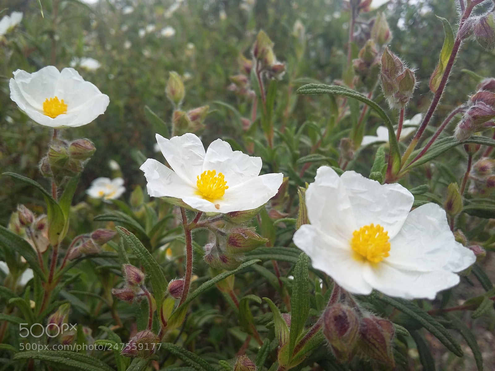 Samsung Galaxy A3 sample photo. F photography