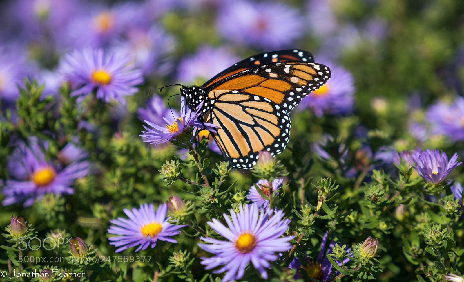 Sony a7R II sample photo. Glorious monarch photography