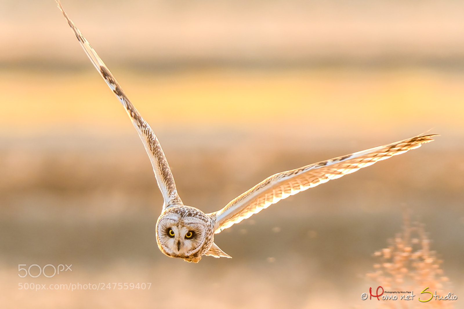 Nikon D500 sample photo. Flight of the evening photography