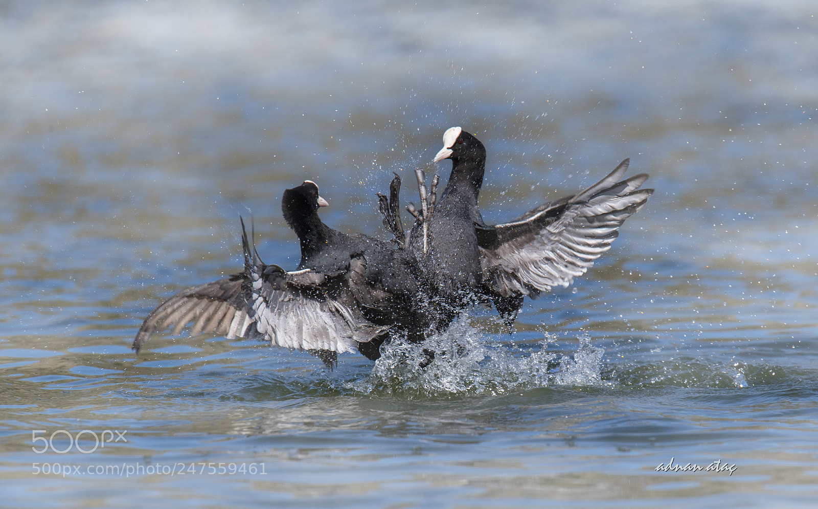 Nikon D5 sample photo. Sakarmeke - eurasian coot photography