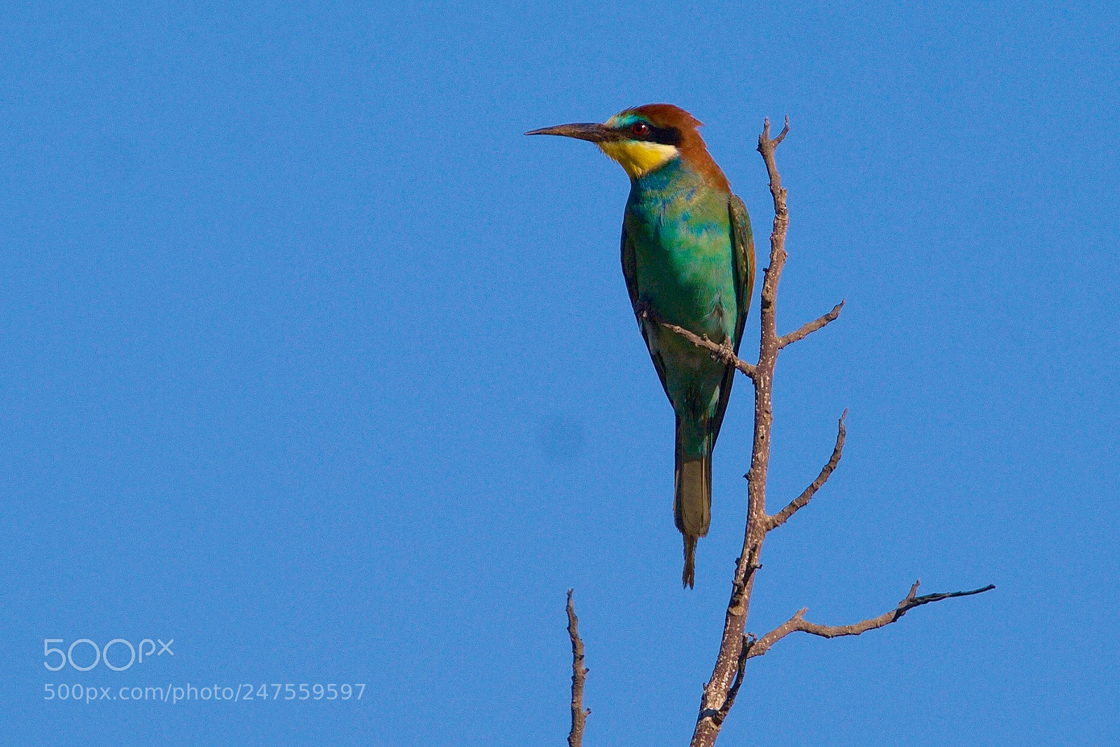 Canon EOS 1000D (EOS Digital Rebel XS / EOS Kiss F) sample photo. Bee-eater photography