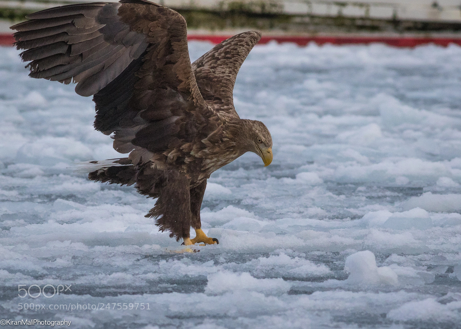 Canon EOS 7D Mark II sample photo. White tailed eagle landing photography
