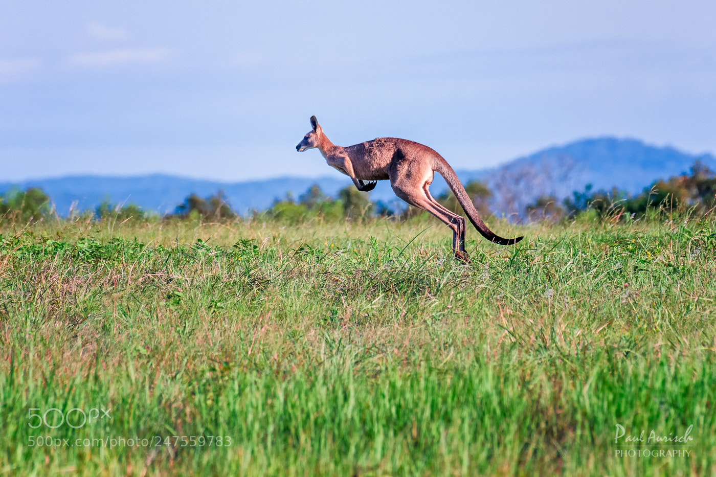 Nikon D500 sample photo. Kangaroo photography