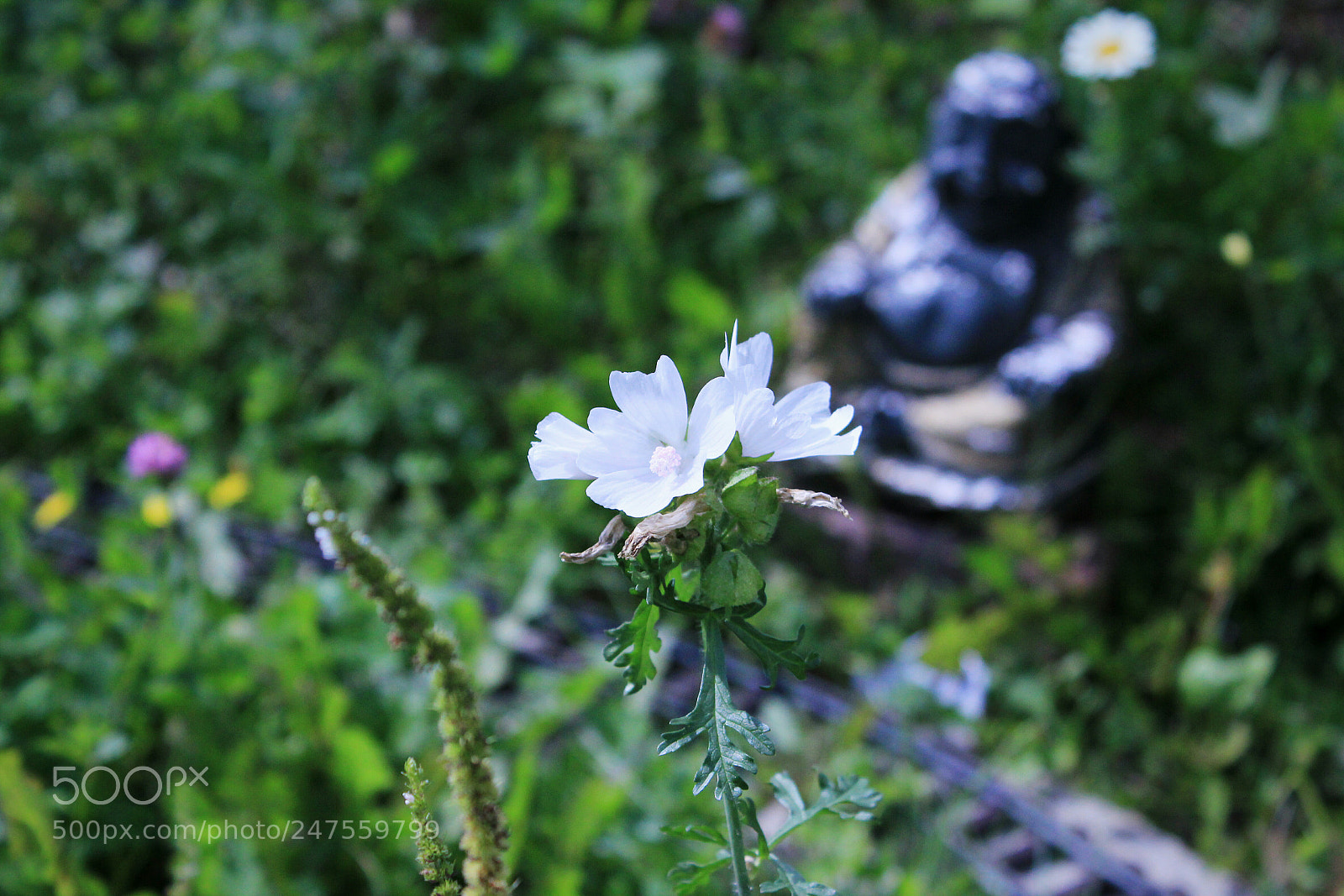 Canon EOS 550D (EOS Rebel T2i / EOS Kiss X4) sample photo. Garden flower photography