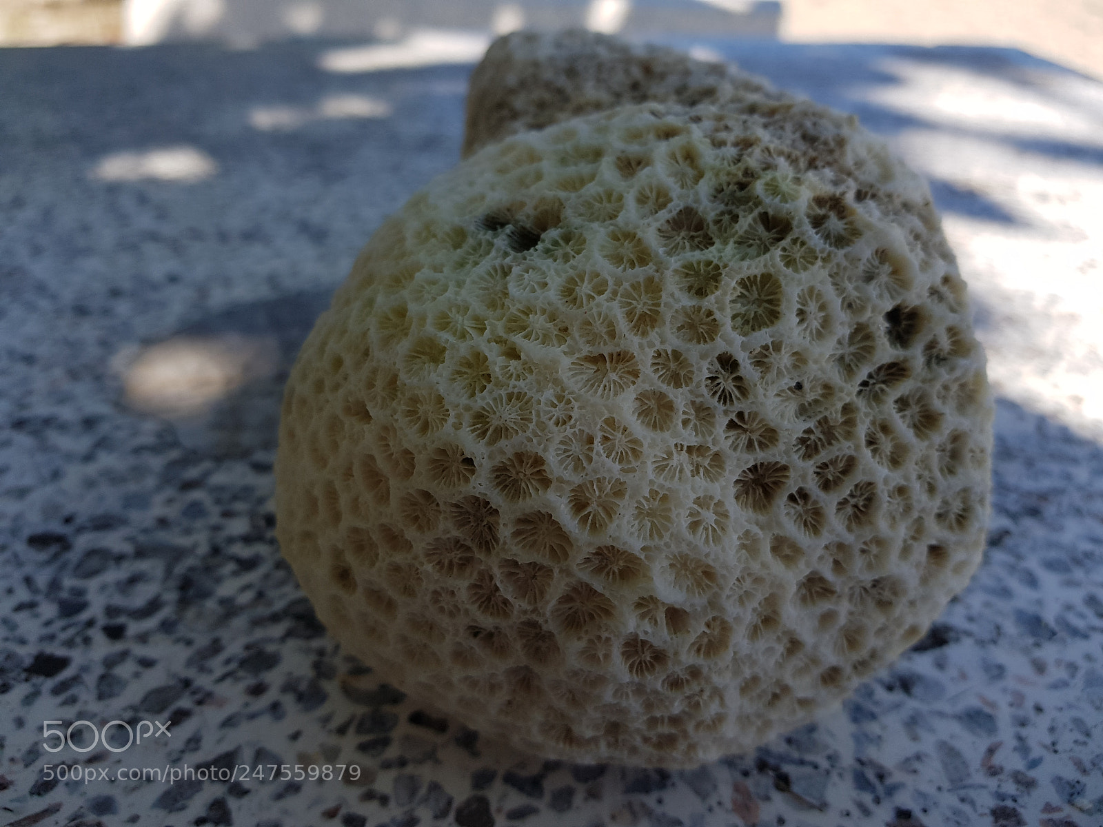 Samsung Galaxy S8+ sample photo. Dead coral photography