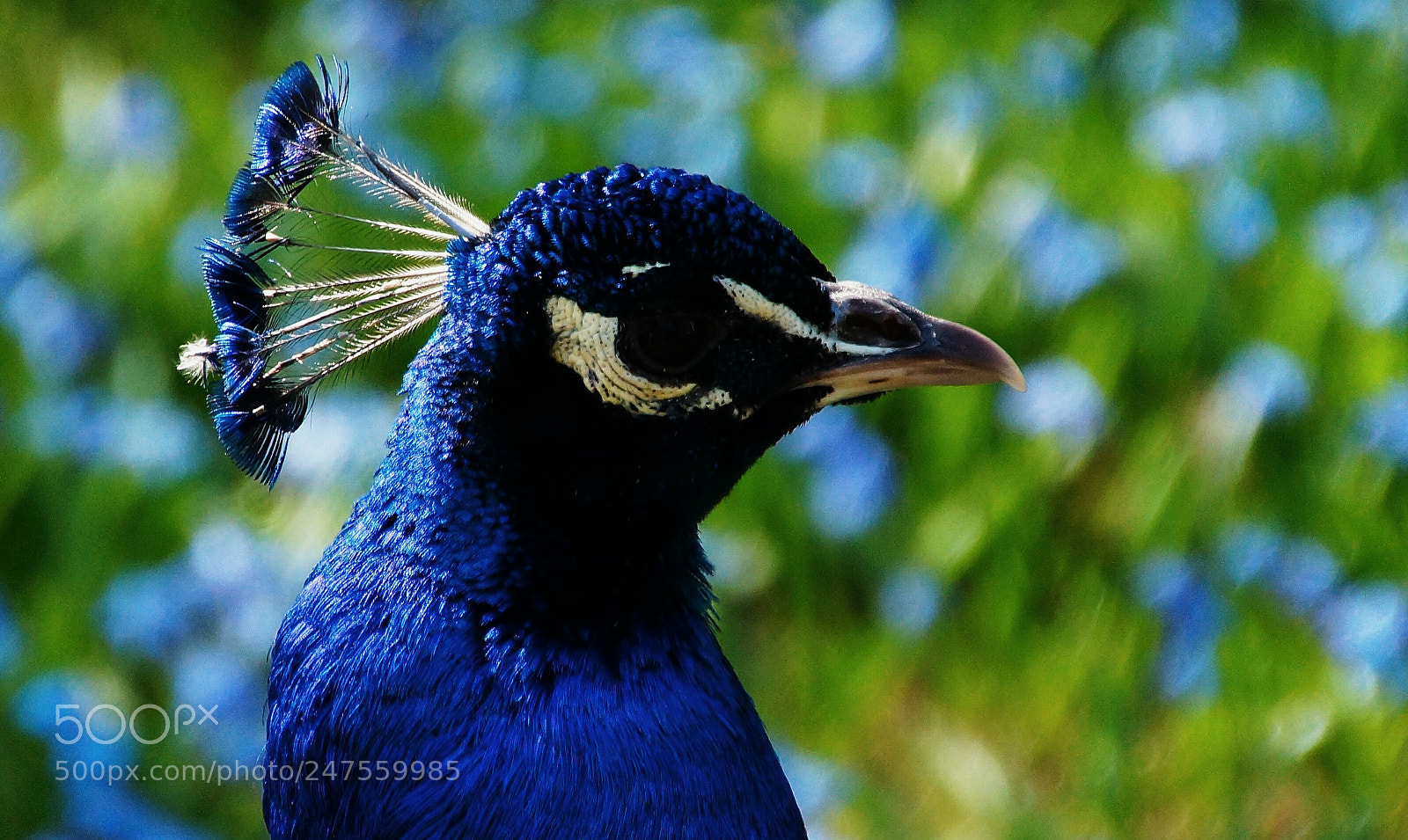 Sony SLT-A65 (SLT-A65V) sample photo. Peacock 1 photography