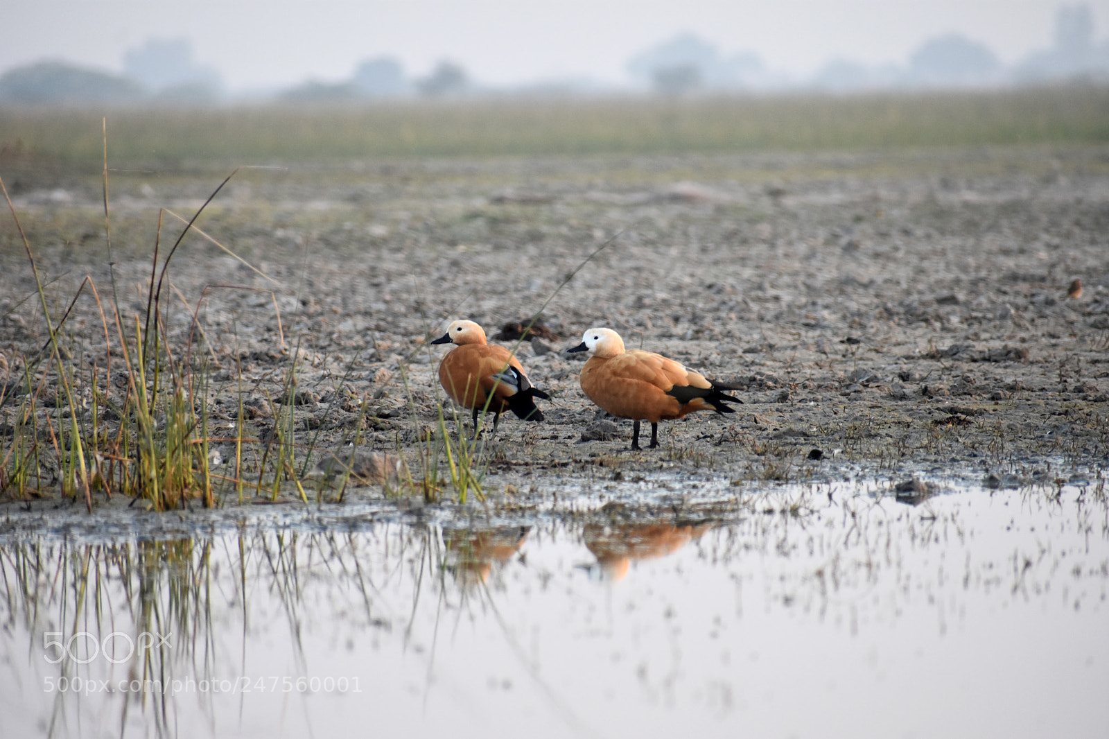 Nikon D3400 sample photo. Ruddy shelduck photography