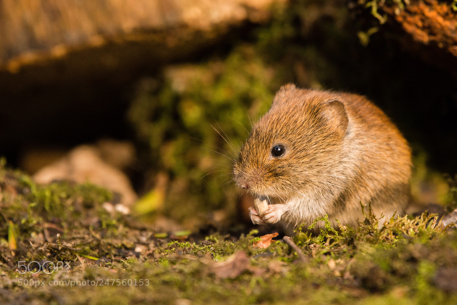Nikon D7200 sample photo. Eating bank vole photography