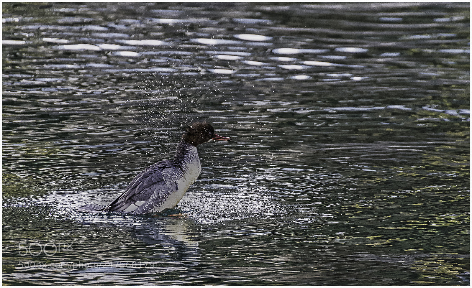 Nikon D610 sample photo. Je plonge. photography