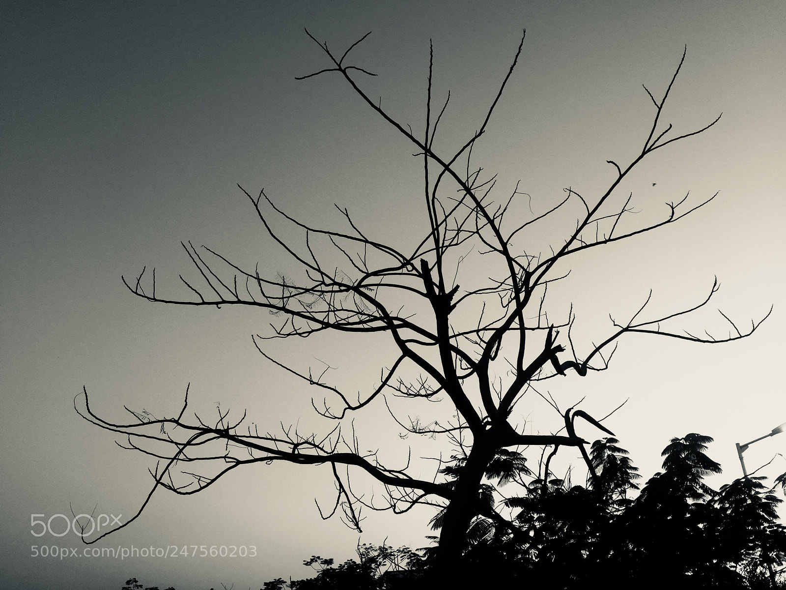 Apple iPhone 6 sample photo. Tree photography